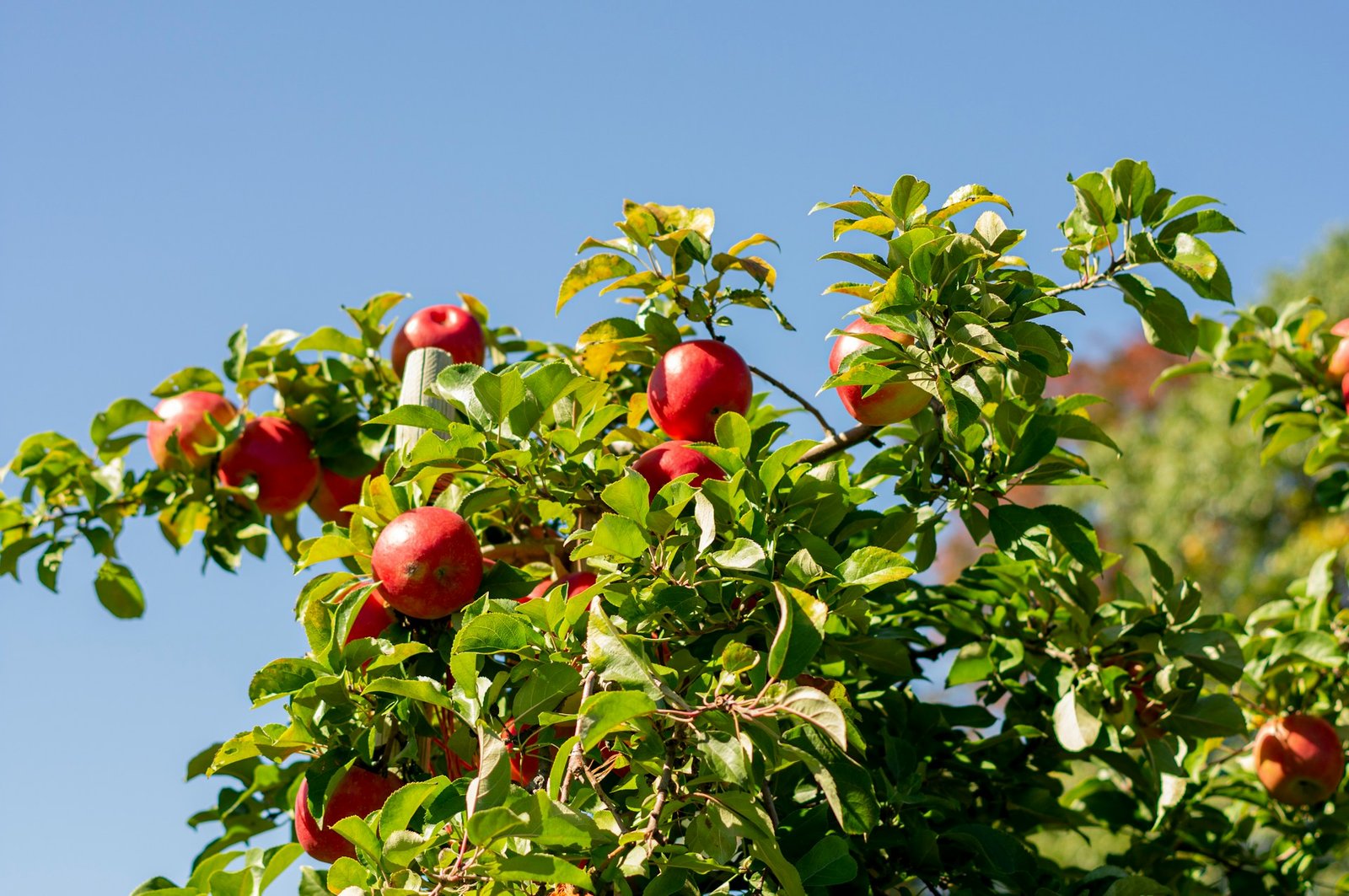 Prix des pommes en France et aux États-Unis