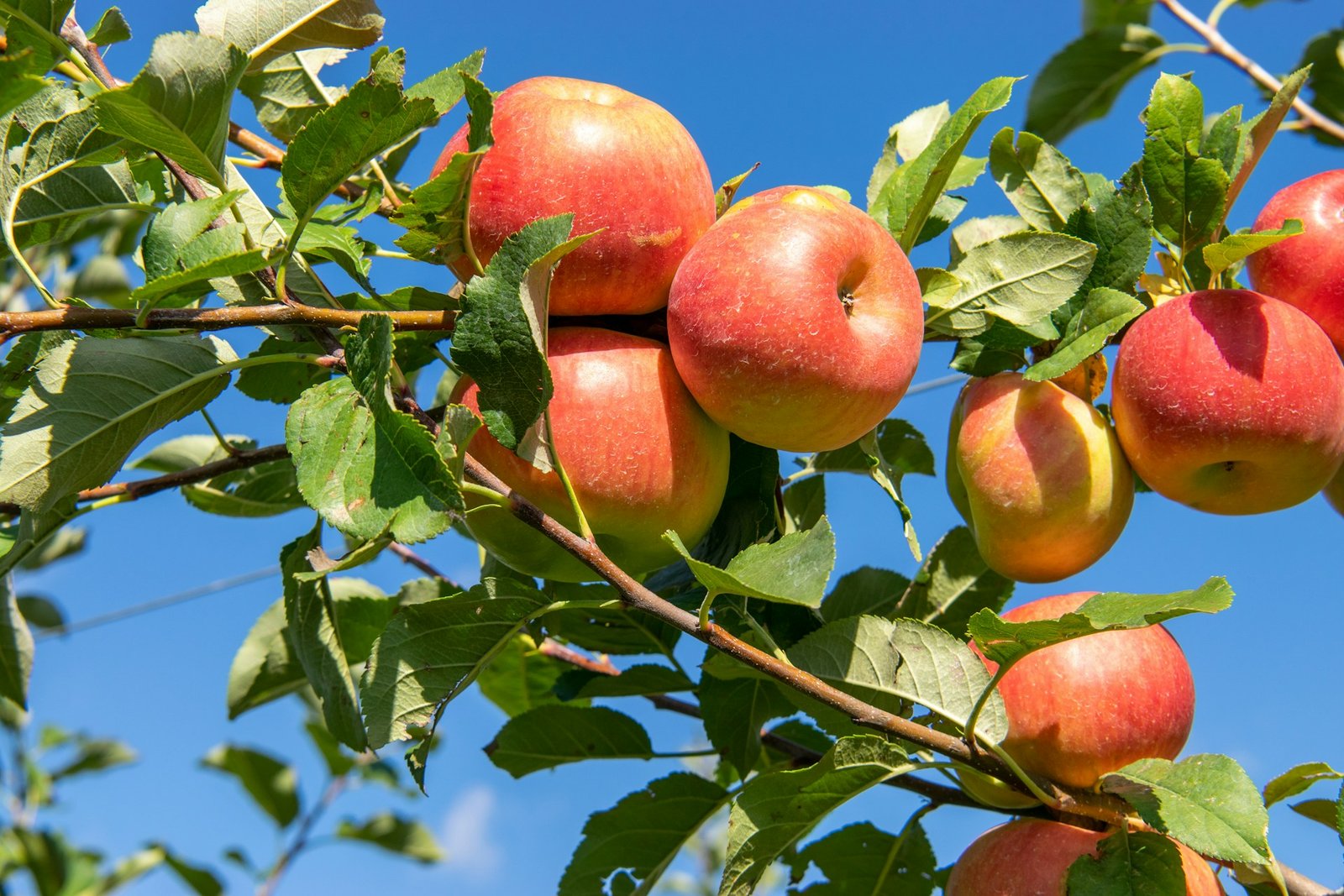 Récolte de pommes après un épisode de grêle